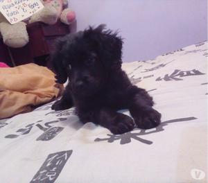 Doy en adopcion Perrita
