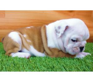 APROVECHA EN CALI CACHORROS BULLDOG INGLES FINOS EN VENTA