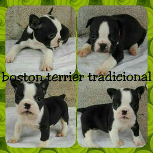 Ala Venta Cachorros Boston Terrier