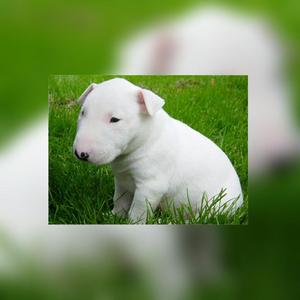 Amorosos Bull Terrier