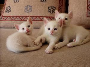 Angora Albinos