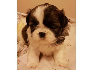 BONITOS *SHIH TZU* EN VENTA !!