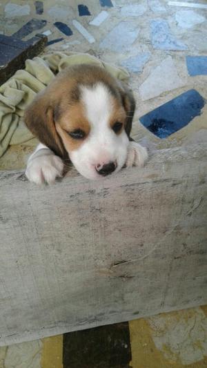 Beagle Tricolor