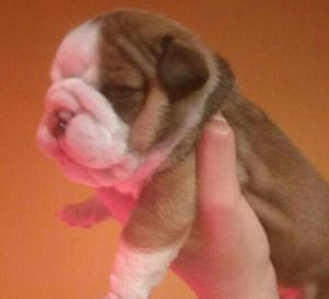 Bulldog Inglés