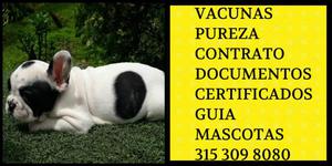 Bulldog frances Ideal Vaquita