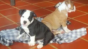 Bulliys Espectaculares Cachorros