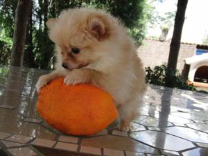 CACHORROS *POMERANIAS* VENDE TIENDA DE MASCOTAS *!!!