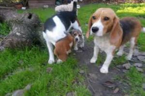 Cachorritas Beagles