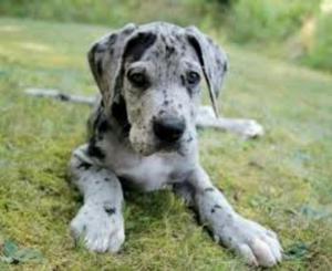 Cachorros Gran Danes