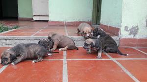 Cachorros Pitbull