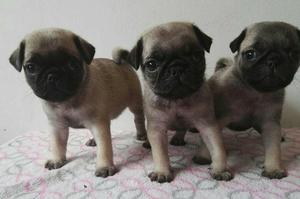 Cachorros Pug