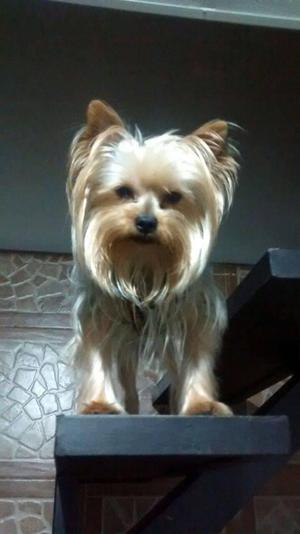 Cachorros!!! Yorkshire Terrier Mini