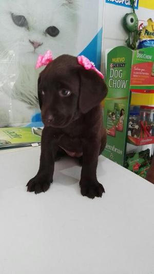 Cachorros de Labrador Chocolate