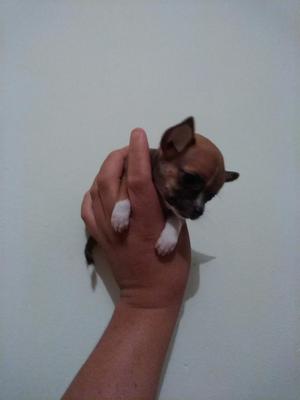 Chihuahua Miniaturas
