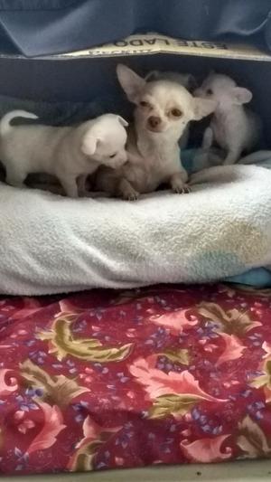 Chihuahuas en Venta
