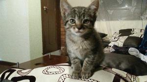 Doy en Adopcion Gatico Bb