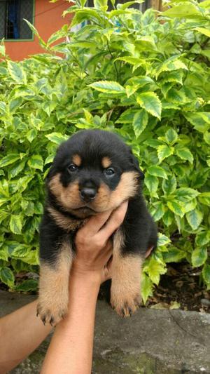 EXCELENTES CACHORROS ROTTWEILER FINOS VENTA EN CALI ENVIOS