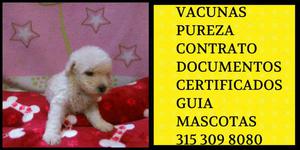 French Poodle Cuidadoso