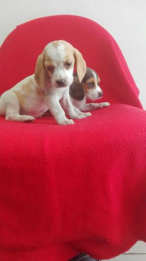 Hermosos Beagle Mini