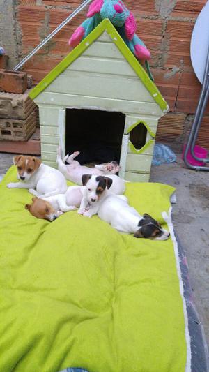 Hermosos Cachorros Jack Russell