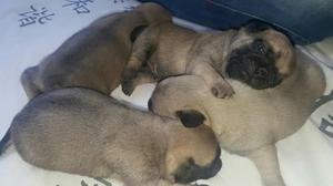 Hermosos Cachorros Pug Color Carlino