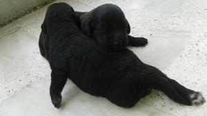 Hermosos Labradores