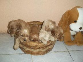 MARAVILLOSOS COKER SPANIEL INGLES PUROS