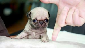 Mini Pugs Hermosos