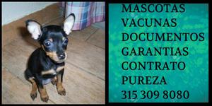 Negrito Jugueton Mini pinscher