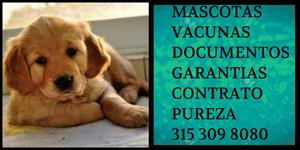 Oro Unico Golden retriever