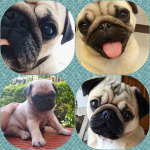 PUG CARLINO HEMBRA Y MACHO