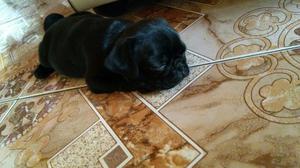 Perrita Pug Negra