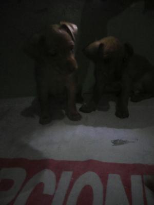 Perros Pincher
