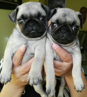 Perros Pug