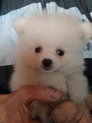 Pomerania Blanco