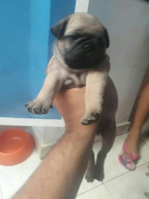 Pug Macho