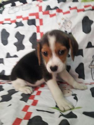 SE VENDE PERRO BEAGLE