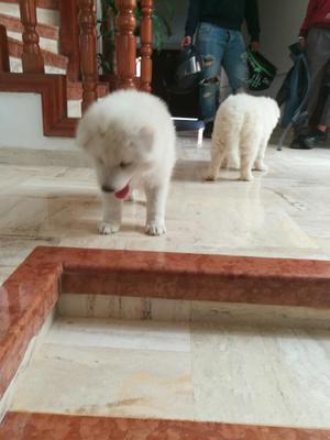 Samoyedo