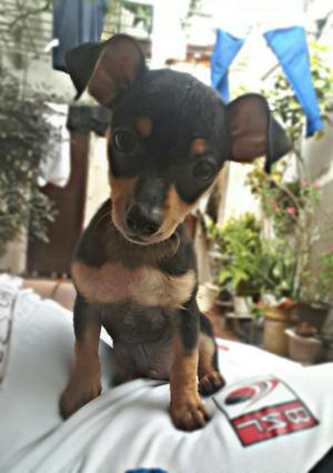 Se Vende Pincher Pequeño
