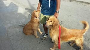 Se Venden Cachorros Golden Retriver