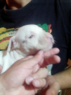 Se Venden O Se Cambian Pitbull Stanford