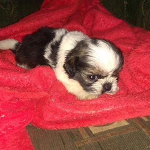 Shihtzu hembra Tricolor disponibles