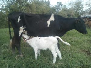 Vaca Yerjol con Cría Hembra
