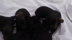 Vendo Cachorros Pincher Miniatura