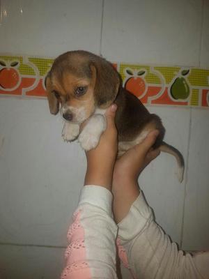 Vendo Embra Beagle de La Pequeña