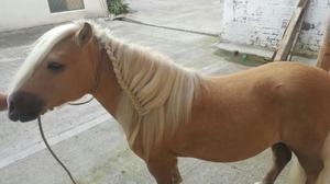 Vendo Espectacular Pony en Calarca Quind