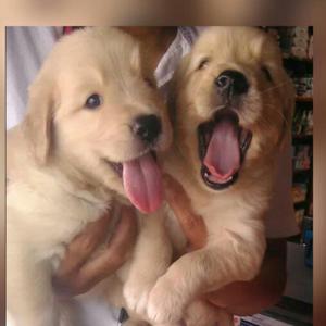 Vendo Golden Retriver Ojo No Criadero.