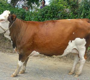 Vendo Linda Vaca en Moniquira Voyaca