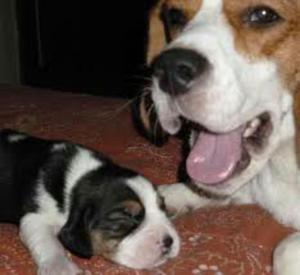 Vendo Perritas Beagles