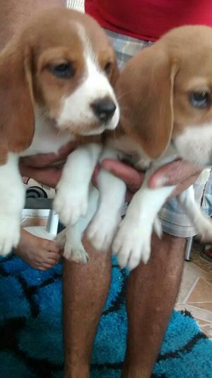 Vendo Perritas Beagles